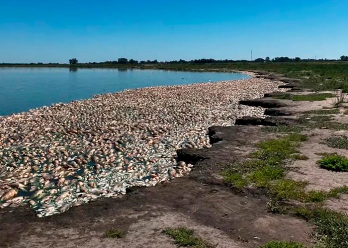 argentina1 ¡Catástrofe ambiental! Aparecen miles de peces muertos en Argentina