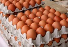 Producción de carne de pollo y huevo sobrepasa la mesta establecida de 2022 Mató a sangre fría su hermana porque el perro le quebró tres cajillas de huevos