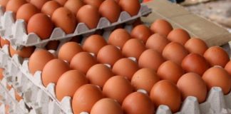 Mató a sangre fría su hermana porque el perro le quebró tres cajillas de huevos