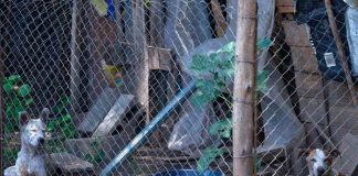 Viejita perdió un brazo tras ser atacada por su propio perro en Argentina