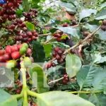 Palabras del General Julio César Avilés en el acto de cierre cosecha cafetalera en Jinotega Ejército de Nicaragua garantiza la seguridad de la cosecha cafetalera