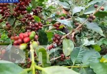 Ejército de Nicaragua garantiza la seguridad de la cosecha cafetalera