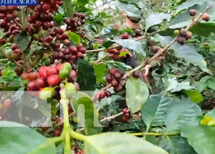 Ejército de Nicaragua garantiza la seguridad de la cosecha cafetalera
