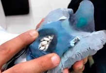 Capturan la paloma ‘Señora de los Cielos’, traficante de metanfetaminas
