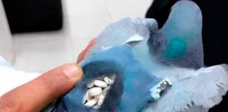 Capturan la paloma ‘Señora de los Cielos’, traficante de metanfetaminas