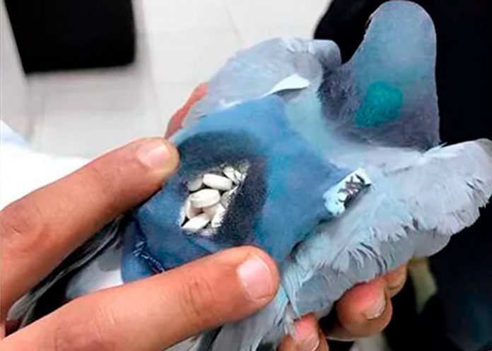Capturan la paloma ‘Señora de los Cielos’, traficante de metanfetaminas