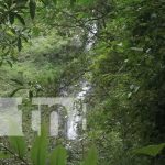 Cascada San Ramón, en Ometepe, con visitas de turistas de todo el mundo Foto: Cascada San Ramón, un atractivo en Ometepe / TN8