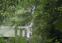 Cascada San Ramón, en Ometepe, con visitas de turistas de todo el mundo Foto: Cascada San Ramón, un atractivo en Ometepe / TN8