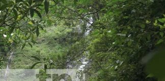 Foto: Cascada San Ramón, un atractivo en Ometepe / TN8