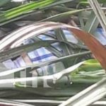 Espantoso: Matan a mujer y la tiran a un cañal de Chichigalpa, Chinandega Foto: Víctima de presunto femicidio en Chichigalpa, Chinandega / TN8