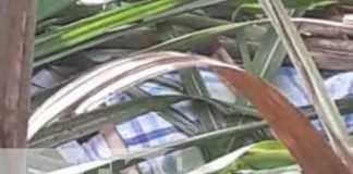 Foto: Víctima de presunto femicidio en Chichigalpa, Chinandega / TN8