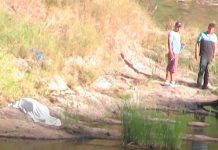 Rescatan el cadáver de «nica» en un río lleno de cocodrilos en Costa Rica Rescatan el cadáver de "nica" en un río lleno de cocodrilos en Costa Rica