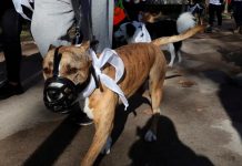 Con sangre en el hocico hallan a Pitbull tras matar a una niña en Louisiana Con sangre en el hocico hallan a Pitbull tras matar a una niña en Louisiana