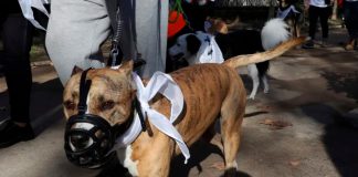 Con sangre en el hocico hallan a Pitbull tras matar a una niña en Louisiana