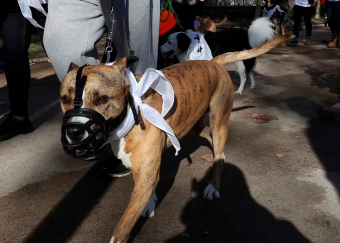 eeuu1 Con sangre en el hocico hallan a Pitbull tras matar a una niña en Louisiana