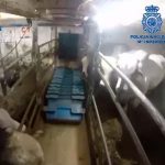 Interceptan en España gigantesco cargamento de cocaína oculto en ganado Interceptan en España gigantesco cargamento de cocaína oculto en ganado