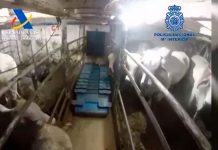 Interceptan en España gigantesco cargamento de cocaína oculto en ganado Interceptan en España gigantesco cargamento de cocaína oculto en ganado