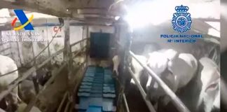 Interceptan en España gigantesco cargamento de cocaína oculto en ganado