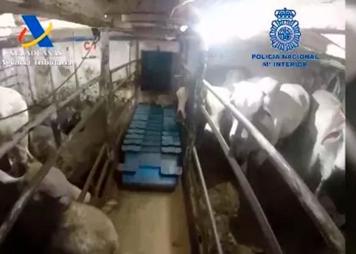 Interceptan en España gigantesco cargamento de cocaína oculto en ganado
