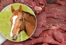 Mandan a la cárcel a 15 personas por venta de carne de caballo en Francia