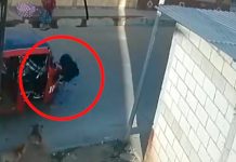 Mototaxi atropelló a niño que huía de feroz ataque de unos perros en Guatemala Mototaxi atropella niño que huía del feroz ataque de unos perros en Guatemala
