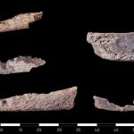 9 cabezas de cocodrilo fueron encontradas en las tumbas del antiguo Egipto Hallan algo nunca visto en las tumbas del antiguo Egipto