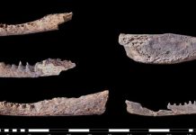 9 cabezas de cocodrilo fueron encontradas en las tumbas del antiguo Egipto Hallan algo nunca visto en las tumbas del antiguo Egipto