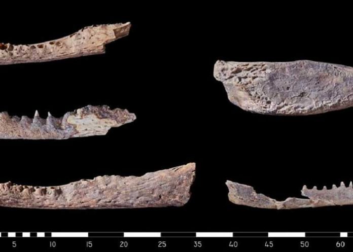 Hallan algo nunca visto en las tumbas del antiguo Egipto