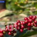 Ejército de Nicaragua garantiza la seguridad de la cosecha cafetalera Ejército de Nicaragua garantiza la seguridad de la cosecha cafetalera