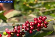 Ejército de Nicaragua garantiza la seguridad de la cosecha cafetalera