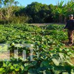 Protagonistas cumplen con estrategias promovidas por el MEFCCA en Nandaime Familias de Nandaime aprovechan capacitaciones