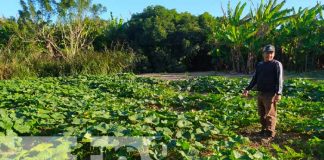 Familias de Nandaime aprovechan capacitaciones