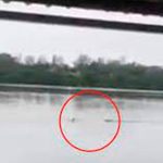 ¡Video de terror! Cocodrilo devora a un hombre en una laguna de México