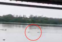 ¡Video de terror! Cocodrilo devora a un hombre en una laguna de México ¡Video de terror! Cocodrilo devora a un hombre en una laguna de México