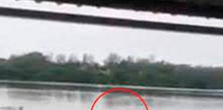 ¡Video de terror! Cocodrilo devora a un hombre en una laguna de México