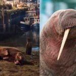 Cancelan fuegos artificiales para no asustar a morsa que estaba «masturbándose» Cancelan fuegos artificiales para no alterar a una morsa