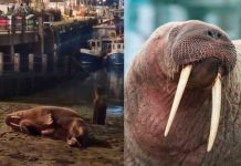 Cancelan fuegos artificiales para no asustar a morsa que estaba «masturbándose» Cancelan fuegos artificiales para no alterar a una morsa