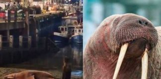 Cancelan fuegos artificiales para no alterar a una morsa