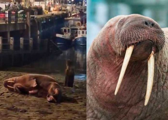 morsa Cancelan fuegos artificiales para no alterar a una morsa