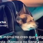 Chavala ocurrente no tenía con quien dejar a su perro y «se lo llevó de rumba» Captan a una joven con su perro en plena rumba