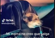 Chavala ocurrente no tenía con quien dejar a su perro y «se lo llevó de rumba» Captan a una joven con su perro en plena rumba