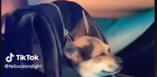 Captan a una joven con su perro en plena rumba