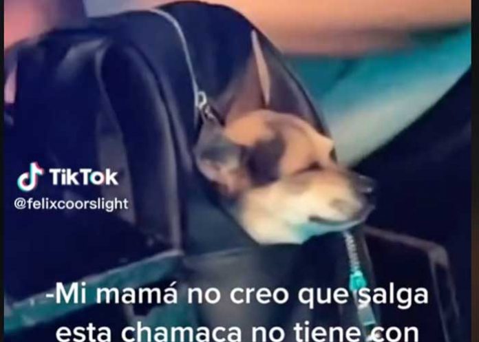 Captan a una joven con su perro en plena rumba