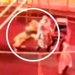 Vivo de milagro tras recibir un feroz ataque de un león en un circo de Rusia