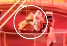Vivo de milagro tras recibir un feroz ataque de un león en un circo de Rusia