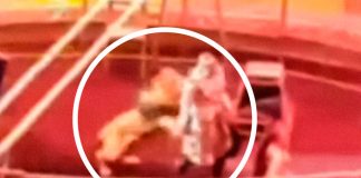 Vivo de milagro tras recibir un feroz ataque de un león en un circo de Rusia