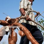 GRUN desarrolla programas y estrategias para fomentar la producción de yuca GRUN desarrolla programas y estrategias para fomentar la producción de yuca
