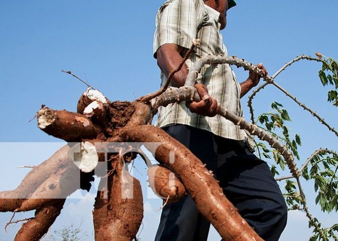 GRUN desarrolla programas y estrategias para fomentar la producción de yuca
