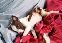 ¡Impresionante! Perra “mutante” nace con 5 patas y 2 colas (FOTOS)