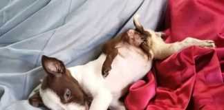 ¡Impresionante! Perra “mutante” nace con 5 patas y 2 colas (FOTOS)